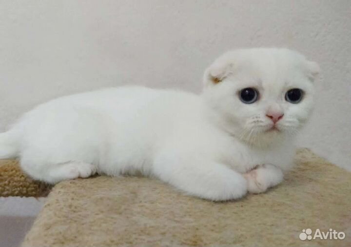 Шотландские вислоухие и прямоухие котята