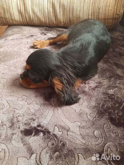 Очаровательная девочка кавалерочка