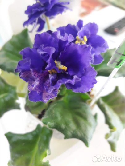 Сортовые фиалки цветущие