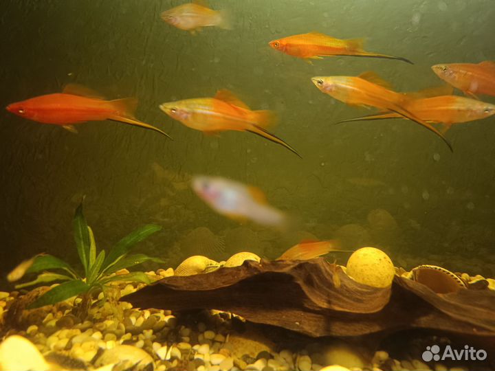 Аквариумные рыбки сомики - Анцитрусы, меченосцы