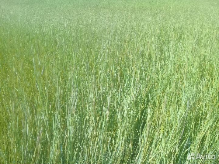 Сено в тюках 20кг разнотравье