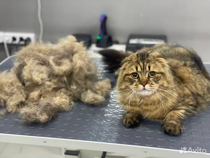 Груминг. Стрижка кошек. Вычес. Экспресс-линька