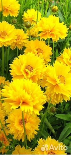 Многолетние растения