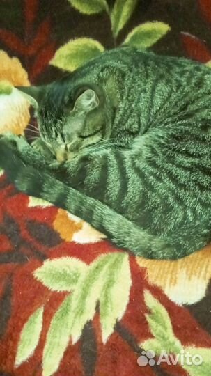 Кот и кошка в добрые руки