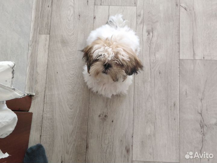 Шит цу щенки