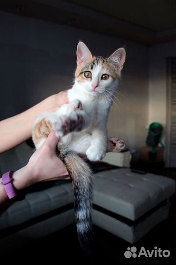 Котята