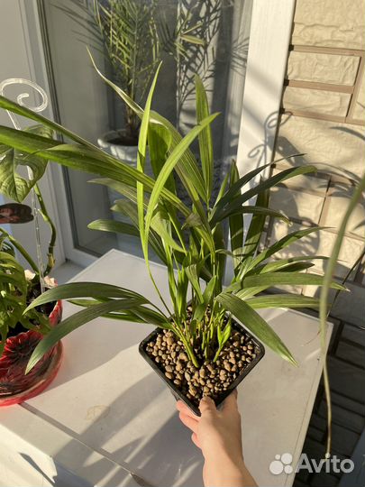 Пальма Дипсис, Джункус, монстера, фикус