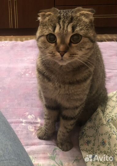 Шотландская кошка