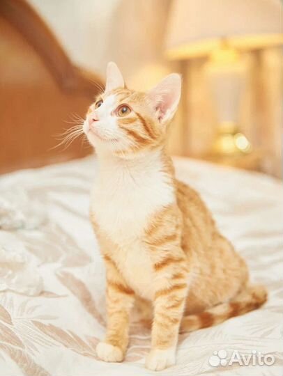 Котик ручной ласковый молодой