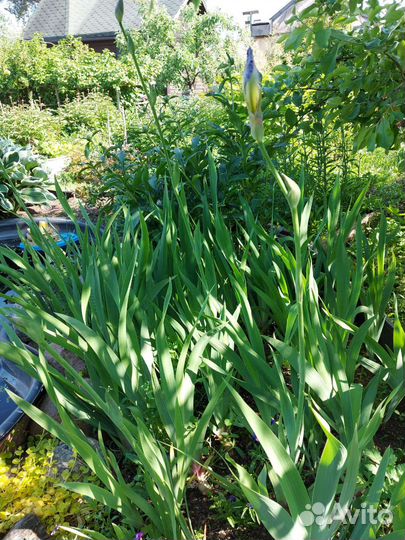 Ирис бородатый Вабаш