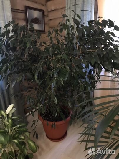 Бенджамина