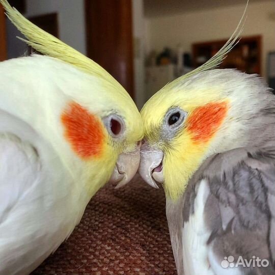 Попугай карелла