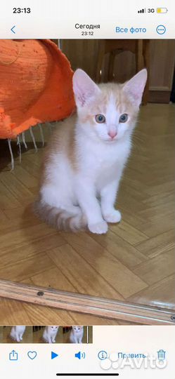 Молодой лев