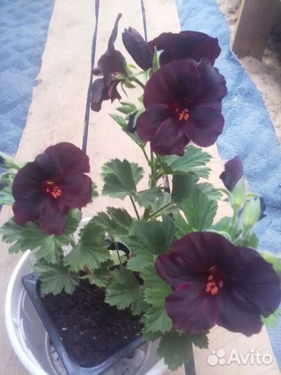 Пеларгонии сортовые