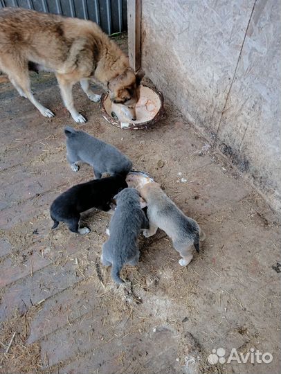 Западно сибирская лайка