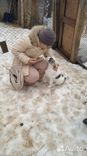 Собака в добрые руки