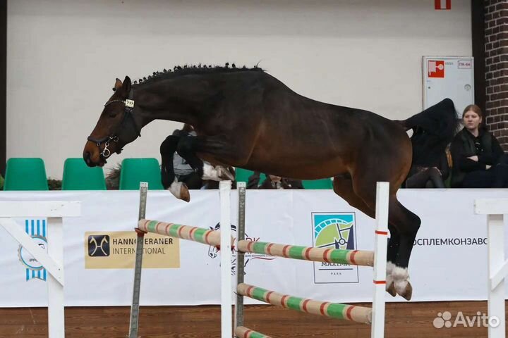 Жеребцы на случку