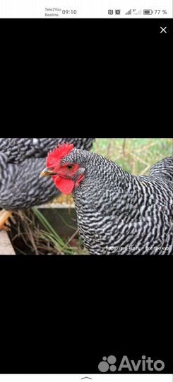Молодые петухи