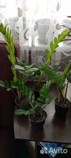 Замиокулькас