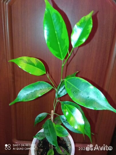 Фикус Бенджамина Реджинальд (Benjamina Reginald)