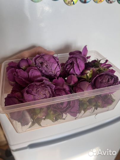 Сухоцветы для творчества