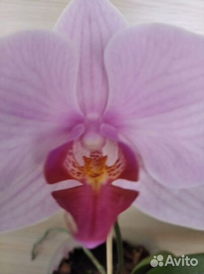 Орхидея