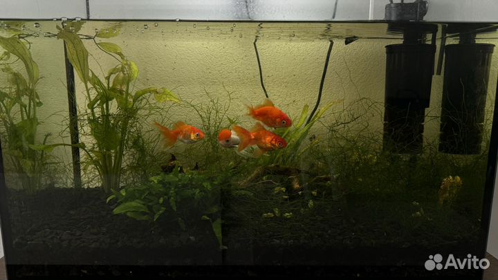 Аквариум