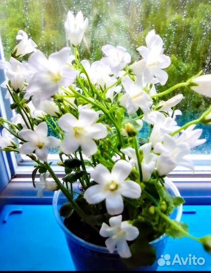 Кампанула, бегония глуар де лоррен