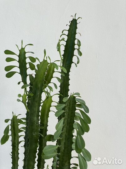 Молочай трехгранный