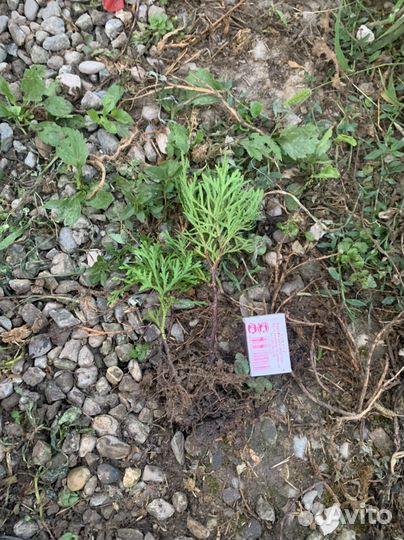 Черенки туи