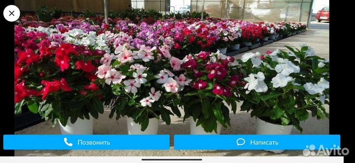 Катарантус, многолетнее, красивоцветущее растение
