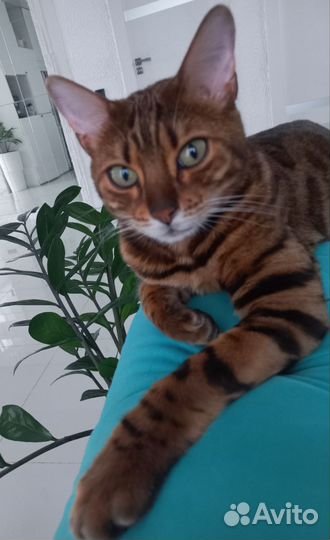 Бенгальская кошка бесплатно
