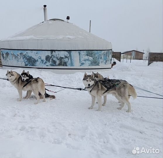 Катание на хаски/фотосессия с оленем/ Снежная стая