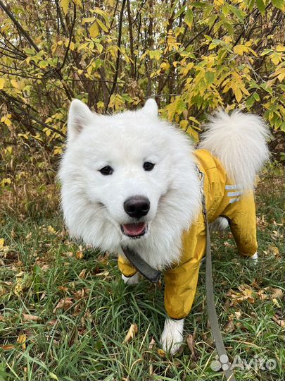 Самоед (кабель) для вязки