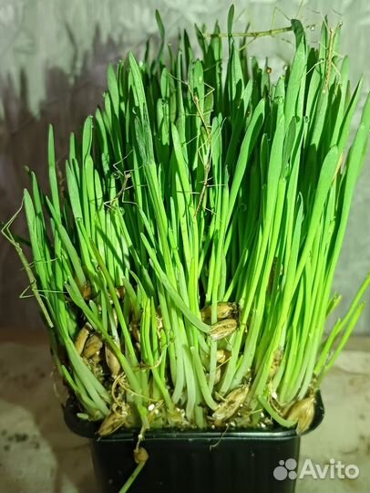 Аннамские палочники