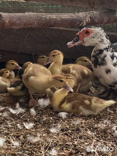 Мускусные утки индоутки индоутята