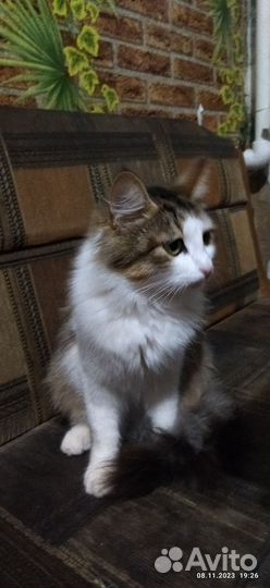 Кот Марсик ищет дом