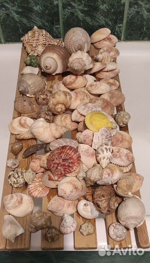 Ракушки с морей