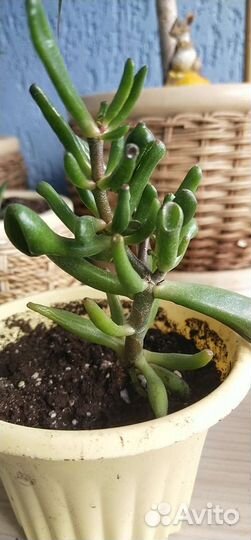 Крассула толстянка суккулент