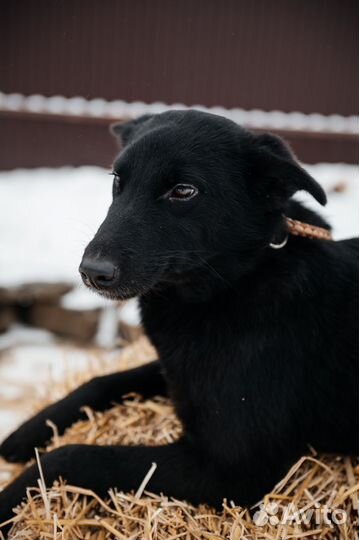 Молодая собака в дар