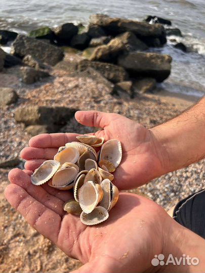 Морские ракушки