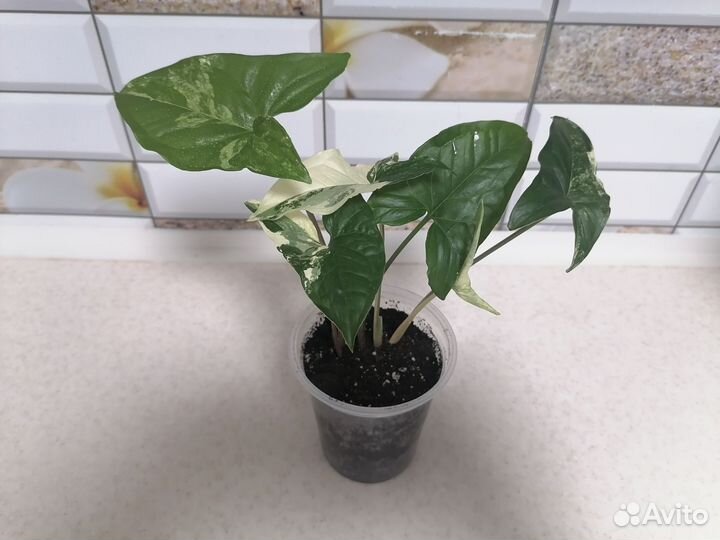 Сингониум imperial white