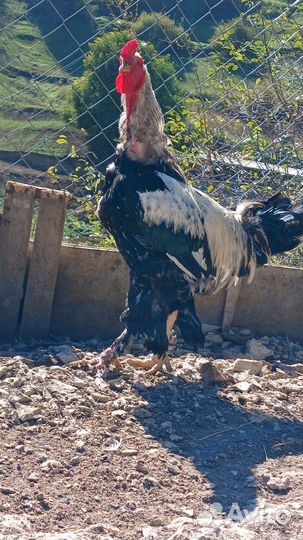 Бойцовый петух