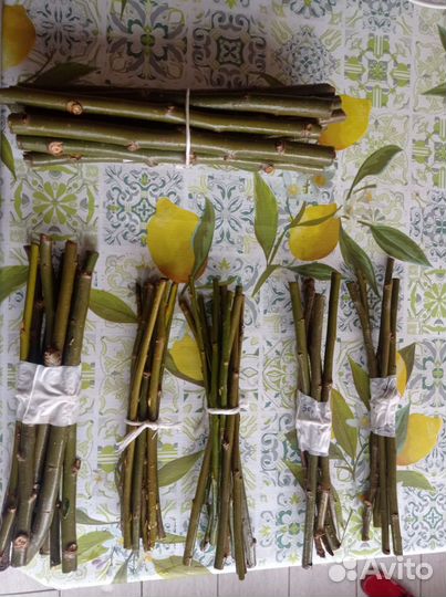 Лакомство для грызунов