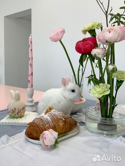 Фотосессия, с декоративными кроликами аренда