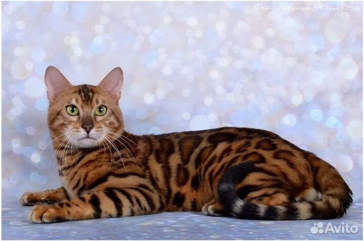 Бенгальская