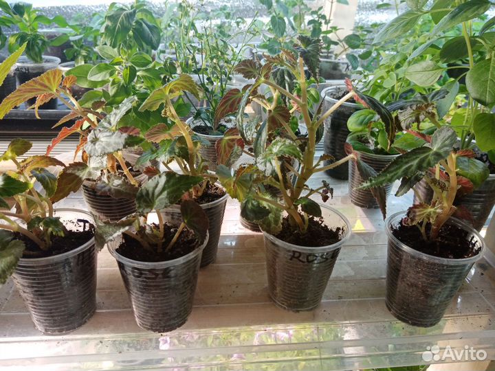 Бегония ампельная Беллекония укорен.Черенки