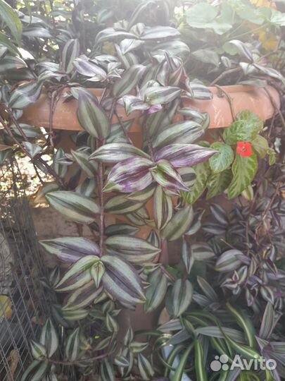 Традисканции и эписция. Для кашпо и аквариума