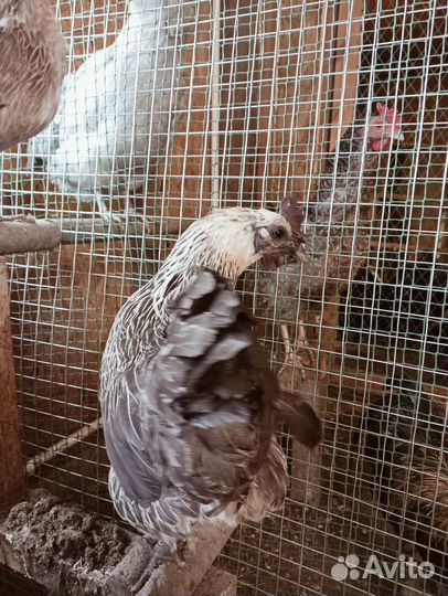 Цыплята Лакедандзи