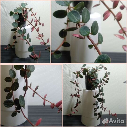 Пеперомия Хоуп, Рейндроп, рубелла, 13 видов